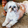 Custom Hand-Painted Oil Painting of Your Pet from Photo -Drawiind